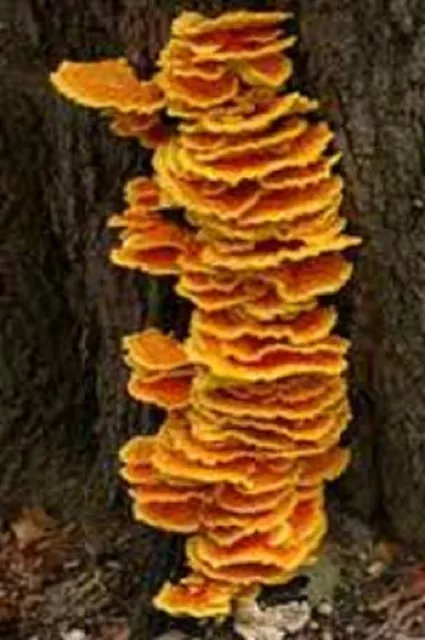 Laetiporus sulphureus Chicken of the Woods Mycelium 10.000 + fresh seeds Spores.