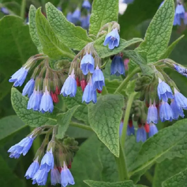 Bouture Racines de Consoude Bleue, Symphytum officinale