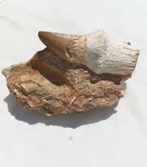 Mosasaur on Matrix real teeth tooth with root fossil Dinosaur Marine  Jaw 22