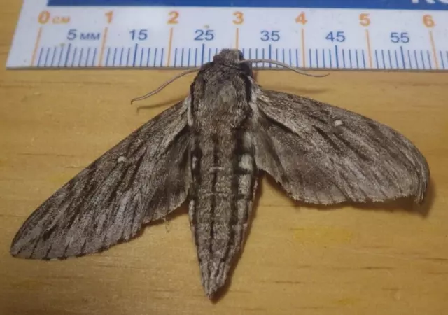 Plebeian Sphinx Moth Paratrea plebeja Sphingidae Lepidoptera Southeast TX C144