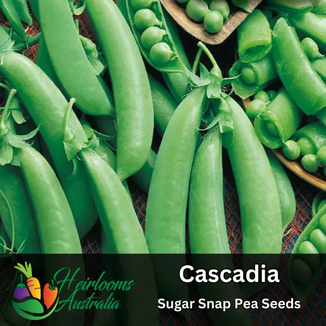 PEA - SUGAR SNAP 'Cascadia' 20+ seeds Heirloom Vegetable Garden, summer Autumn