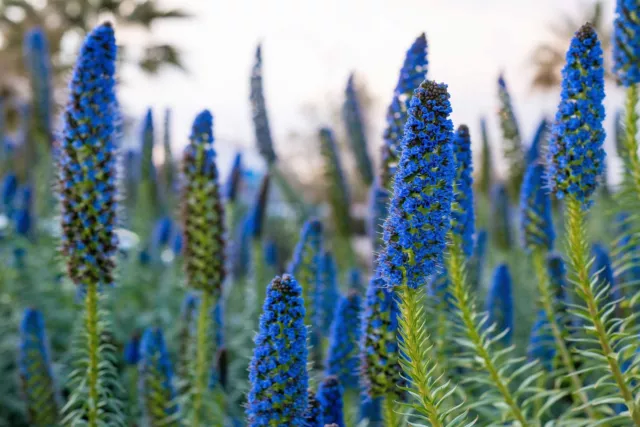 50 Blue PRIDE OF MADEIRA Echium Candicans Fastuosum Nectar Flower Seeds