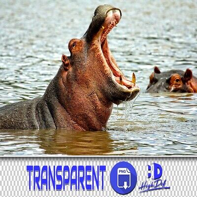 50 Superposiciones Transparentes Png Photoshop Hipopótamo, Animales Aislados Png Archivos Photoshop