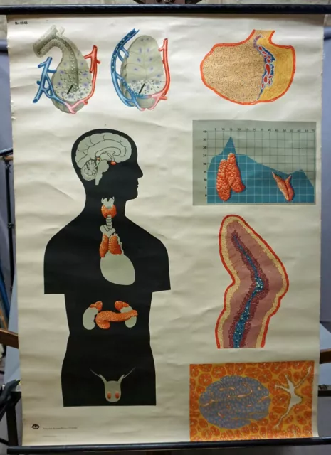 Medizin Poster innersekretorische Drüsen Schulwandkarte Lehrtafel Rollbild