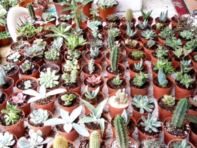 Lote de cactus surtidos y plantas suculentas lotes de 10 a 40 plantas a elegir