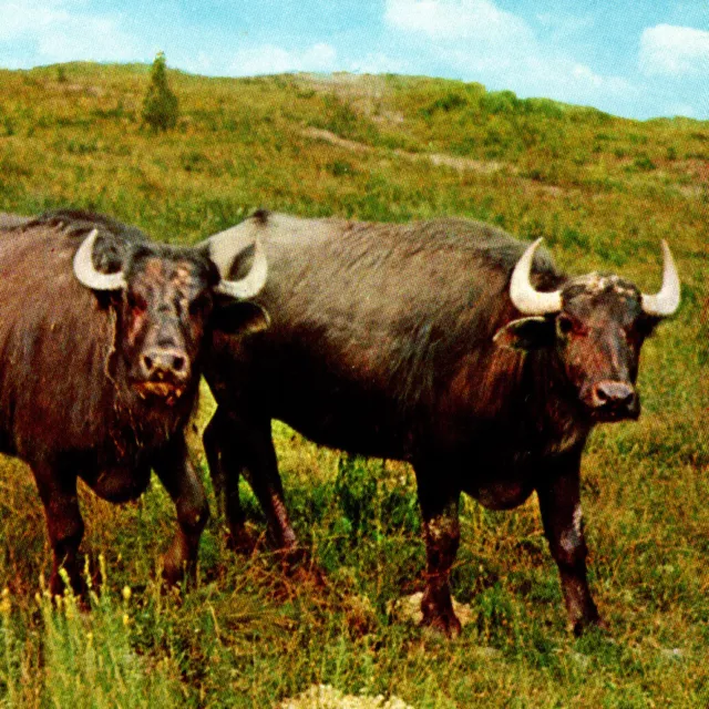 Vintage 1960s Indian Water Buffalo Catskill Game Farm Postcard New York