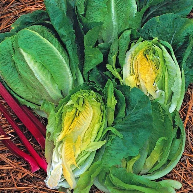 Vegetable Lettuce Little Gem Cos type Appx 2000 seeds