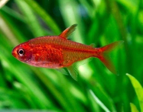 5 Beautiful EMBER TETRA moss java shrimp guppy