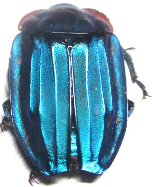 K001 MI : Silphidae: Silphinae: Necrophila viridis female 16mm******