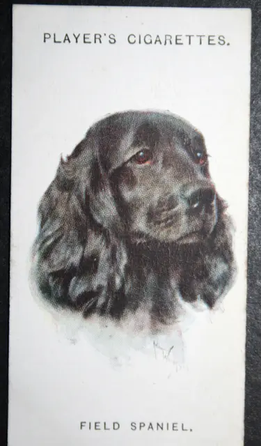 FIELD SPANIEL  Vintage 1920's Illustrated Dog Card   SC07M