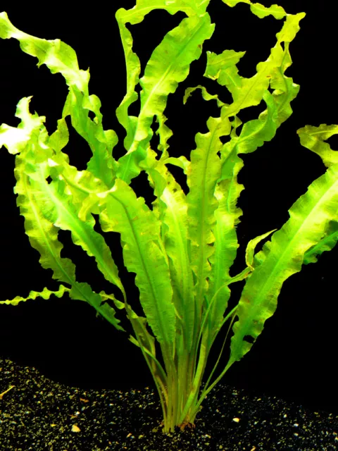 1 Bund Krause Wasserähre (Aponogeton Crispus), Wasserpflanzen für Aquarium