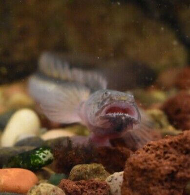 Live Dragon Goby (3.5-4" Tropical Freshwater Aquarium Fish) *PLS READ DESCR*