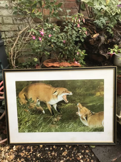 K.W.Padley-Dog Fox With Vixen-Signed Limited Edition Print-Framed & Glazed-60x80