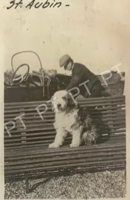 Cute Dog Sitting On Bench 1910s Man & Car Antique Photo St. Aubin France