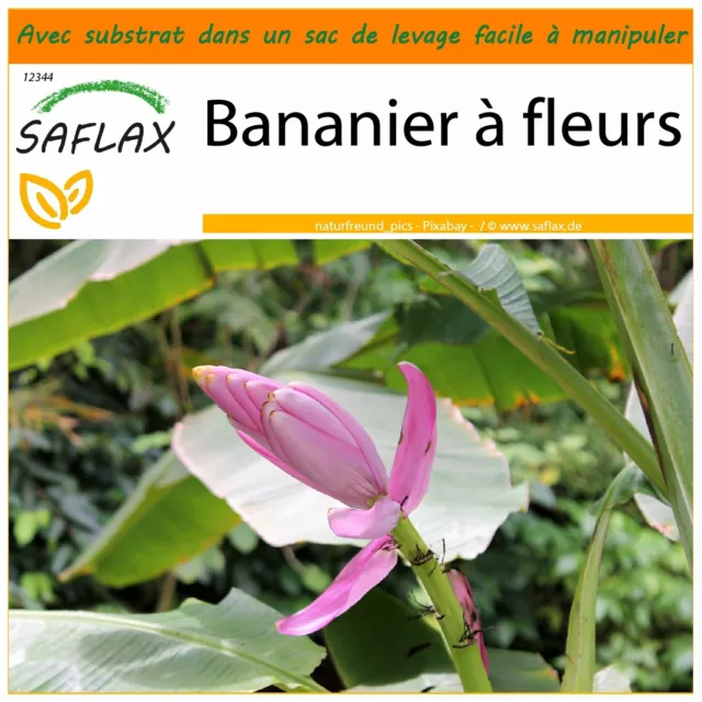 SAFLAX Jardin dans le sac - Bananier à fleurs - 8 graines - Musa