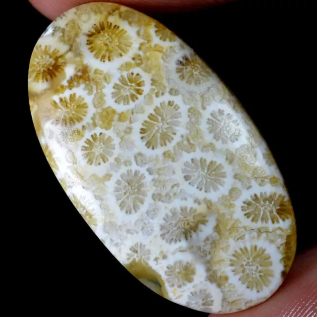 24.00 Cts 100% Natural Flower Designer Fossil Coral Cabochon Loose Gemstone FC70