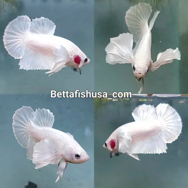 1 Live Male White Dumbo Betta Fish High Quality  Super Big Ears Halfmoon Plakat