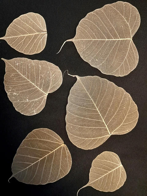 Hojas esqueléticas 100 piezas cien | hojas secas marrones costillas decorativas beige
