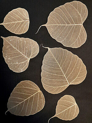 Hojas esqueléticas 1000 piezas marrón natural hojas secas reales hojas decorativas costillas