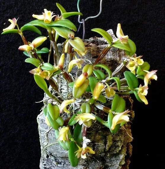 Orchid Orchidee Dendrobium pachyphyllum (K2)