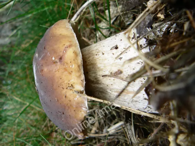 Photo 12x8 Penny Bun - Boletus edulis Ellerburn  c2011