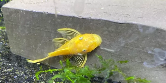 Longfin Blue Eye Lemon Bristlenose Pleco L144 Juvenile 1.5"-2" Aquarium Fish