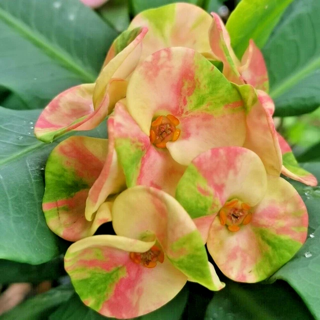 CROWN OF THORNS Thai Hybrid Somsiriphon Christ Plant Euphorbia Milii £