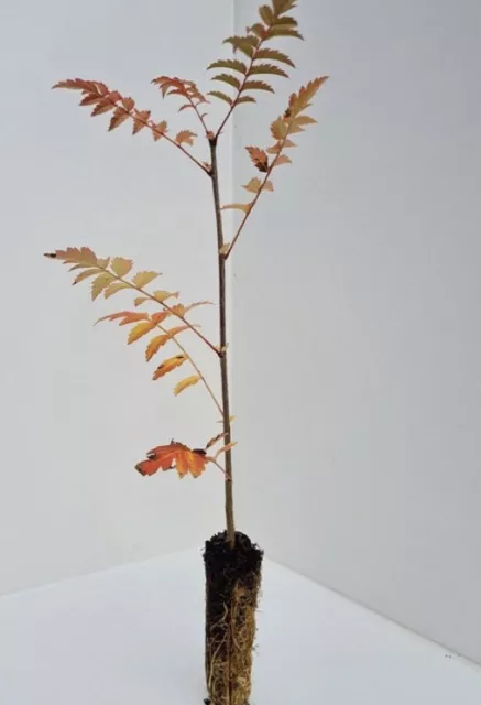 10 Rowan Trees - Sorbus aucuparia - Mountain Ash - 40-50cm- Cell grown