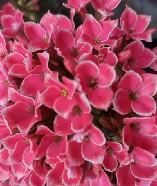 3 Hayley's Pink Kalanchoe Blossfeldiana Rooted Succulent Plant Cuttings