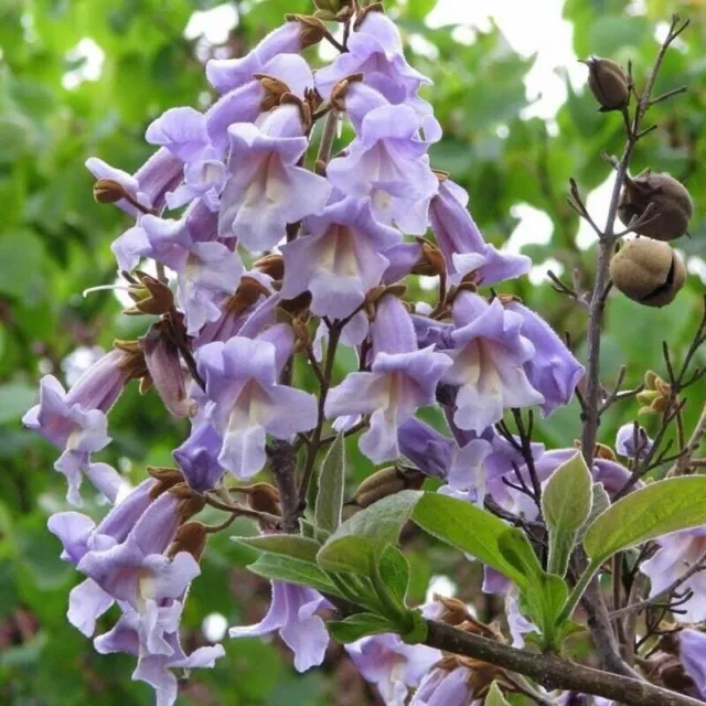 pianta di paulownia tomentosa paulonia