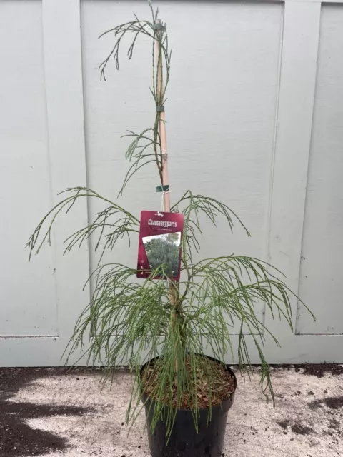 Chamaecyparis lawsoniana 'Drooping Solo' - Weeping Lawsons Cypress Tree 5L