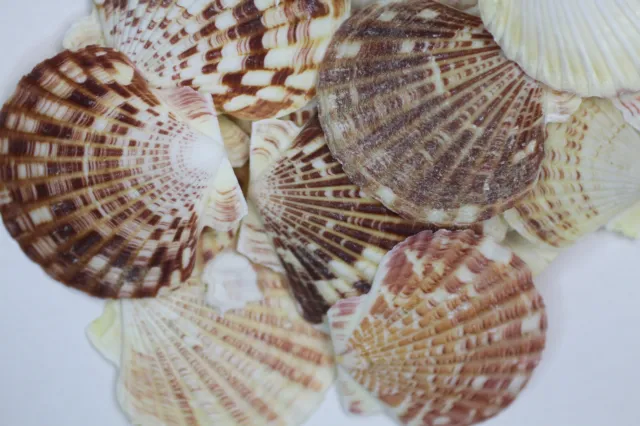 Scallop Macassarensis Seashells Naturally  Flat Crafting Shells -  SS-273