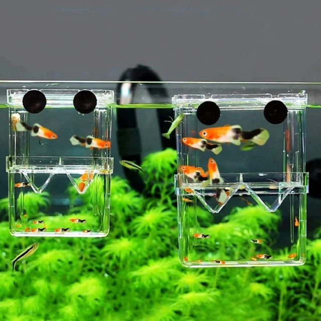 Caja de reproducción de aislamiento de peces Guppy accesorios para acuario incubadora incubadora incubadora