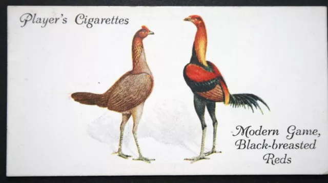 BLACK BREASTED RED CHICKENS   Poultry Breed   Vintage 1931 Card  AD03M