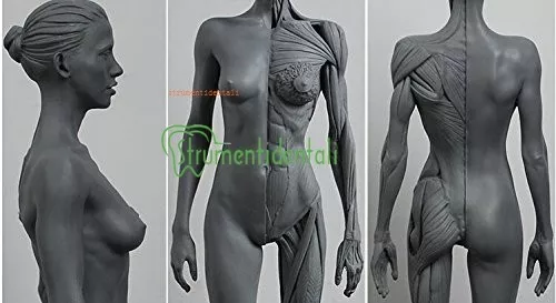 30cm altezza modello anatomici del corpo umano anatomico scultura di agopuntura