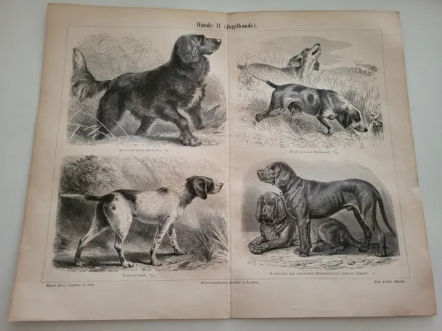 Lithografie 1900 HUNDE II  Jagdhunde Vorstehhund Schweißhund Apportierhund  /L9