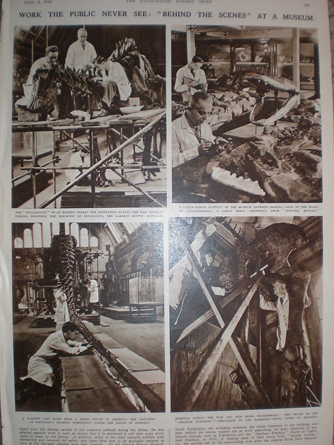 Photo article Behind the scenes at the Natural History Museum London 1947
