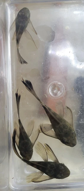 6 LONGFIN GREEN DRAGON Bristlenose Pleco 1-1/2" to 2" +  Shipping included