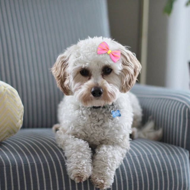 10 piezas horquilla para mascotas accesorios para cachorros accesorios para perros pinza de cocodrilo corbata