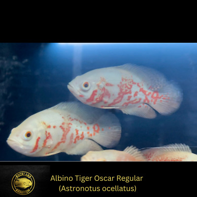 OSCAR Albino Tiger Oscar Regular - ASTRONOTUS OCELLATUS  - Live Fish (3"- 3.5")