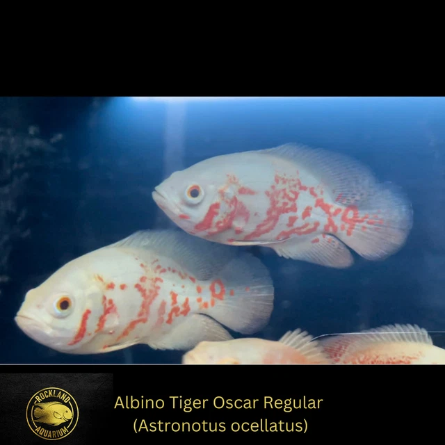 OSCAR Albino Tiger Oscar Regular - ASTRONOTUS OCELLATUS  - Live Fish (3"- 3.5")