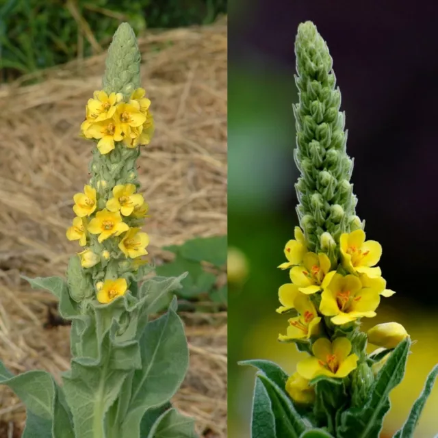 1000 SEMI🌼Verbascum thapsus 🌼Verbasco comune🌼Tasso barbasso🌼2023