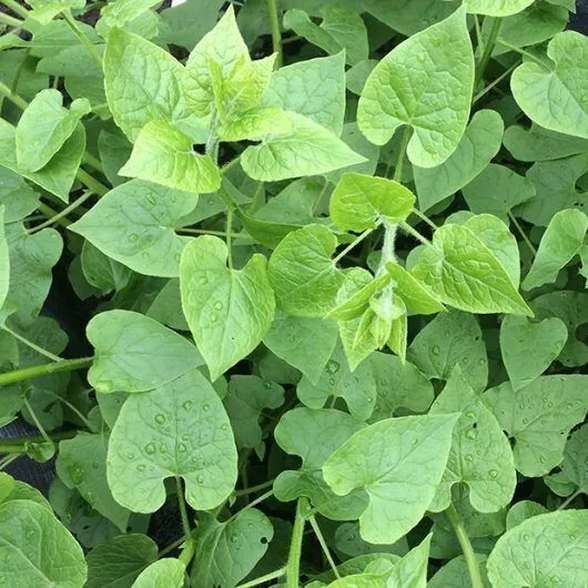 Caucasian Spinach Hablitzia tamnoides - fab perennial veg plant - 25 fresh seeds