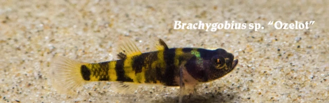 Pack of 3 Freshwater Ozelot Tiger Bumble Bee Goby Live Tropical Aquarium Fish A+