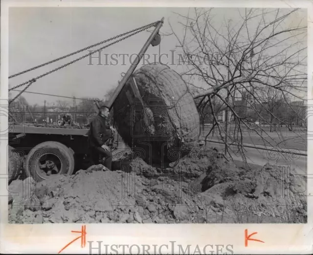 1971 Press Photo Red Oak Being Moved - cva79854