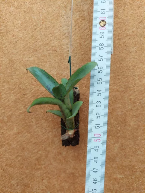 Neoregelia lilliputiana, Bromelie, aufgebunden