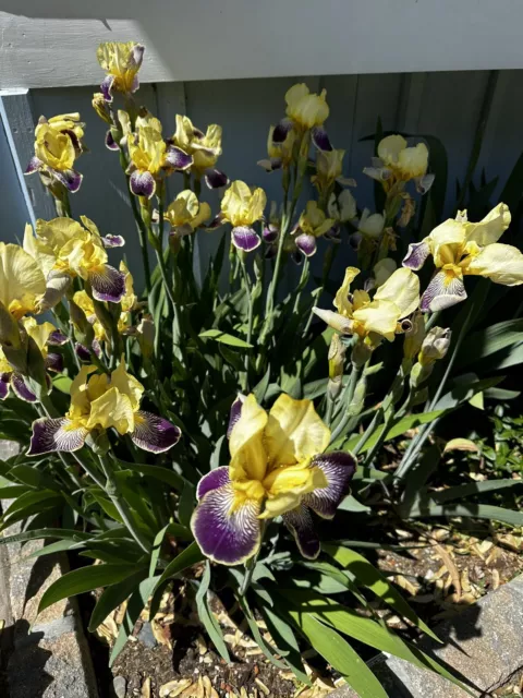 Siberian Iris yellow & purple stripe Perennial 8 plants bare roots