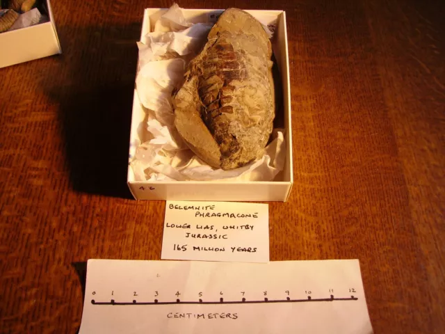 Item 46.   Unusually large Belemnite Phragmacone from Lower Lias,  Runswick Bay