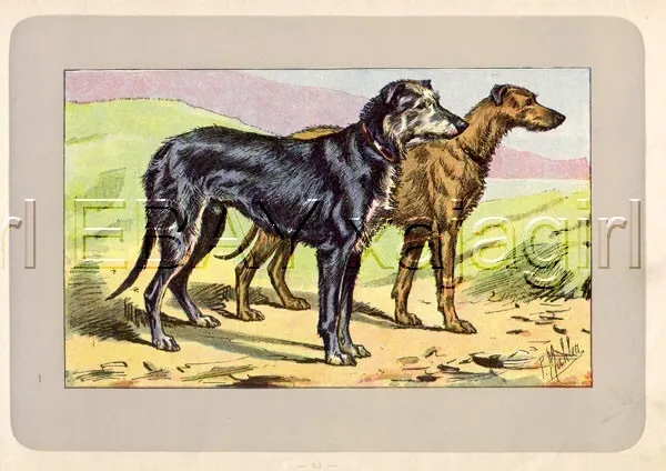 DOG Scottish Deerhound, Rare Antique 100-Year-Old French Dog Print