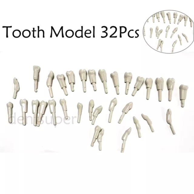 32Pcs Dental Tooth Model Spare for KaVo Basic Model teeth Retention Mechanism